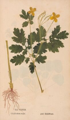 Ectypa vegetabilium Pl.132 (1760-1764)