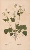 Ectypa vegetabilium Pl.133 (1760-1764)
