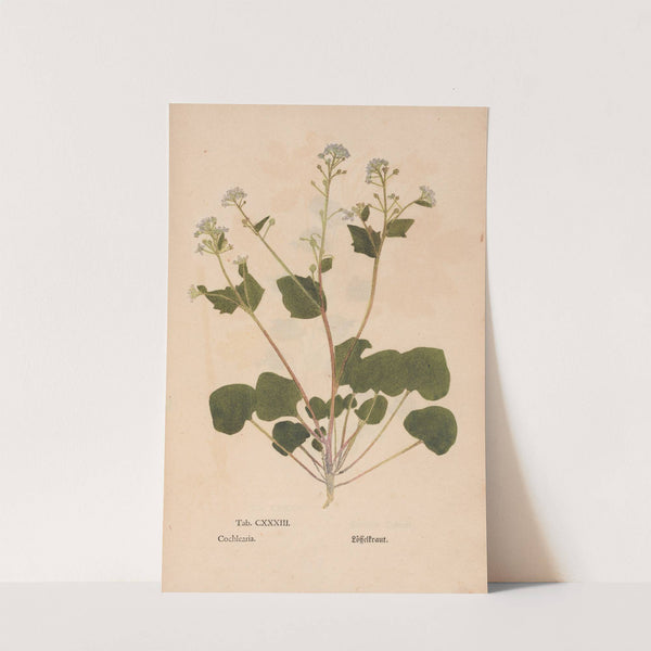 Ectypa vegetabilium Pl.133 (1760-1764) by Christian Gottlieb Ludwig