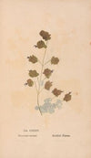 Ectypa vegetabilium Pl.134 (1760-1764)
