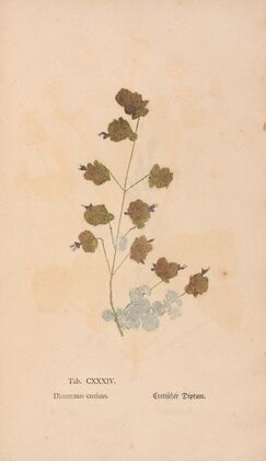 Ectypa vegetabilium Pl.134 (1760-1764)