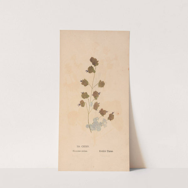 Ectypa vegetabilium Pl.134 (1760-1764) by Christian Gottlieb Ludwig