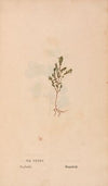 Ectypa vegetabilium Pl.135 (1760-1764)