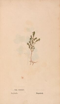 Ectypa vegetabilium Pl.135 (1760-1764)