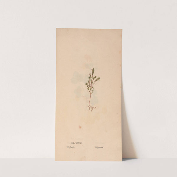 Ectypa vegetabilium Pl.135 (1760-1764) by Christian Gottlieb Ludwig