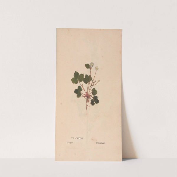 Ectypa vegetabilium Pl.136 (1760-1764) by Christian Gottlieb Ludwig