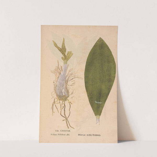 Ectypa vegetabilium Pl.138 (1760-1764) by Christian Gottlieb Ludwig