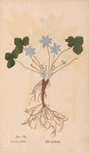 Ectypa vegetabilium Pl.140 (1760-1764)
