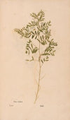 Ectypa vegetabilium Pl.141 (1760-1764)