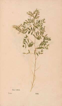 Ectypa vegetabilium Pl.141 (1760-1764)