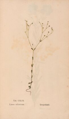 Ectypa vegetabilium Pl.143 (1760-1764)