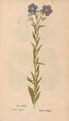 Ectypa vegetabilium Pl.144 (1760-1764)
