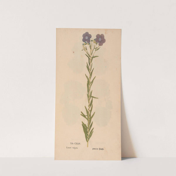 Ectypa vegetabilium Pl.144 (1760-1764) by Christian Gottlieb Ludwig