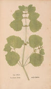 Ectypa vegetabilium Pl.145 (1760-1764)