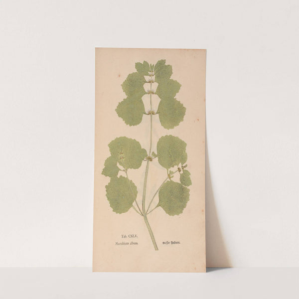 Ectypa vegetabilium Pl.145 (1760-1764) by Christian Gottlieb Ludwig