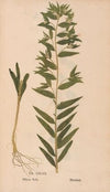 Ectypa vegetabilium Pl.147 (1760-1764)