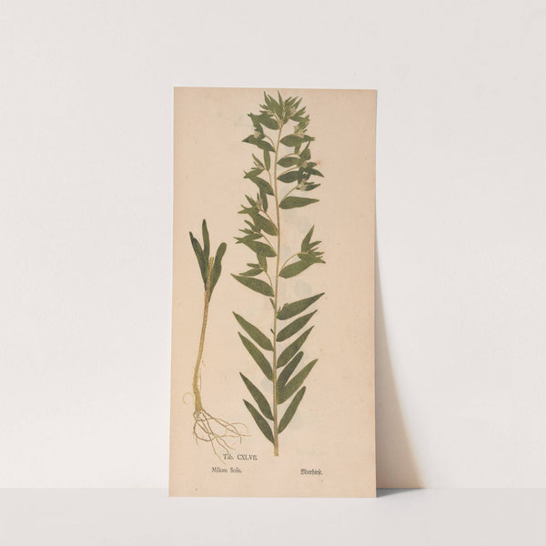 Ectypa vegetabilium Pl.147 (1760-1764) by Christian Gottlieb Ludwig