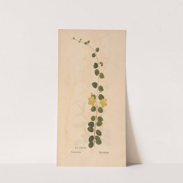 Ectypa vegetabilium Pl.148 (1760-1764) by Christian Gottlieb Ludwig