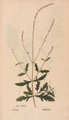 Ectypa vegetabilium Pl.149 (1760-1764)