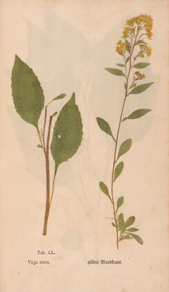 Ectypa vegetabilium Pl.150 (1760-1764)
