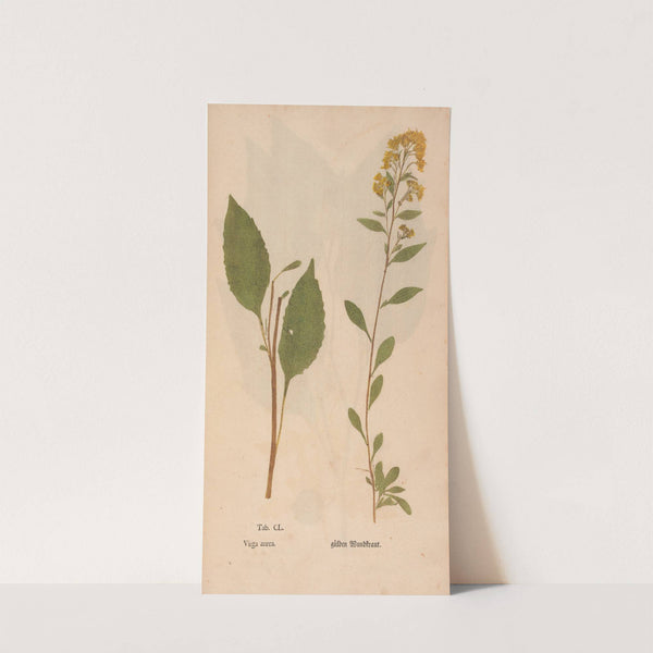 Ectypa vegetabilium Pl.150 (1760-1764) by Christian Gottlieb Ludwig