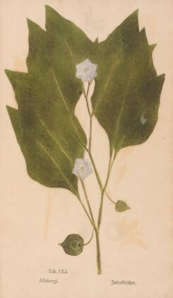 Ectypa vegetabilium Pl.151 (1760-1764)