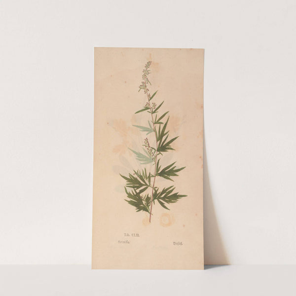 Ectypa vegetabilium Pl.153 (1760-1764) by Christian Gottlieb Ludwig