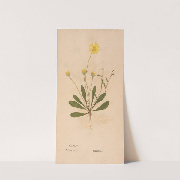 Ectypa vegetabilium Pl.154 (1760-1764) by Christian Gottlieb Ludwig