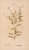 Ectypa vegetabilium Pl.155 (1760-1764)