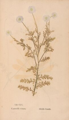 Ectypa vegetabilium Pl.155 (1760-1764)
