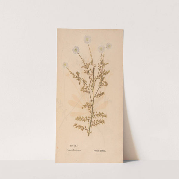 Ectypa vegetabilium Pl.155 (1760-1764) by Christian Gottlieb Ludwig