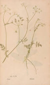 Ectypa vegetabilium Pl.156 (1760-1764)