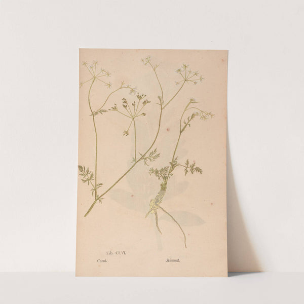 Ectypa vegetabilium Pl.156 (1760-1764) by Christian Gottlieb Ludwig