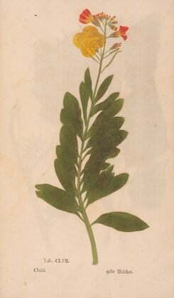 Ectypa vegetabilium Pl.157 (1760-1764) — size preview