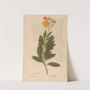 Ectypa vegetabilium Pl.157 (1760-1764) by Christian Gottlieb Ludwig