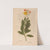 Ectypa vegetabilium Pl.157 (1760-1764) by Christian Gottlieb Ludwig