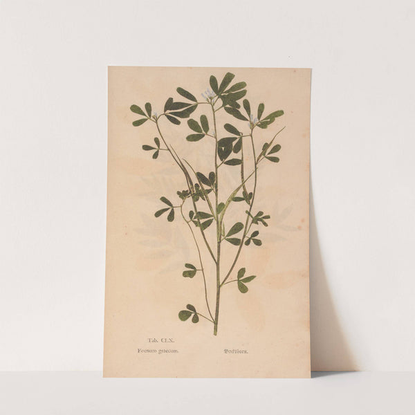 Ectypa vegetabilium Pl.160 (1760-1764) by Christian Gottlieb Ludwig