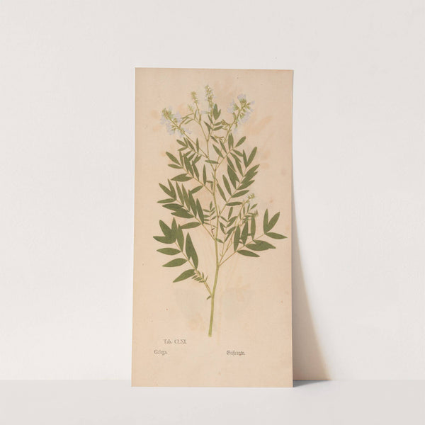 Ectypa vegetabilium Pl.161 (1760-1764) by Christian Gottlieb Ludwig