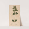 Ectypa vegetabilium Pl.162 (1760-1764) by Christian Gottlieb Ludwig