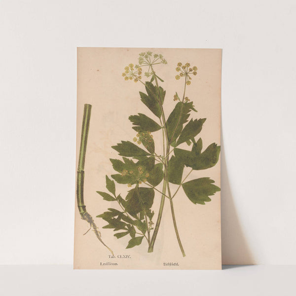 Ectypa vegetabilium Pl.164 (1760-1764) by Christian Gottlieb Ludwig