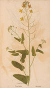 Ectypa vegetabilium Pl.165 (1760-1764)