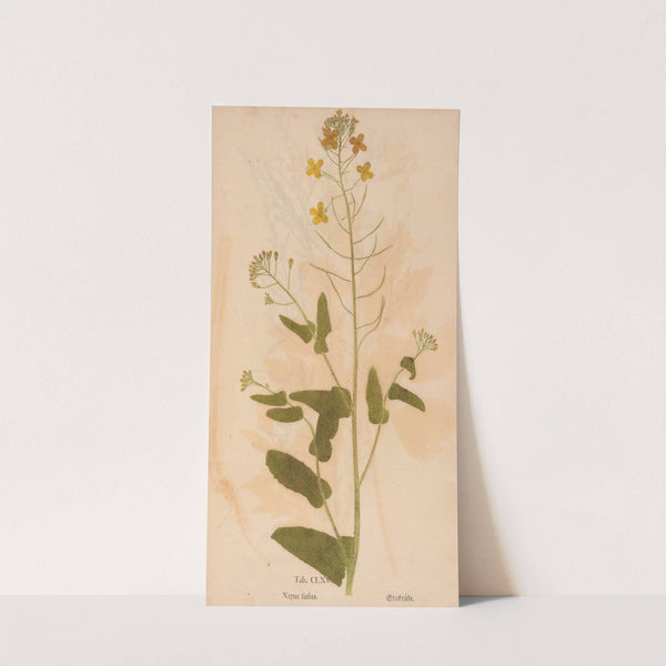 Ectypa vegetabilium Pl.165 (1760-1764) by Christian Gottlieb Ludwig
