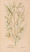 Ectypa vegetabilium Pl.166 (1760-1764)