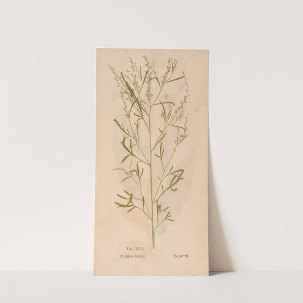 Ectypa vegetabilium Pl.166 (1760-1764) by Christian Gottlieb Ludwig