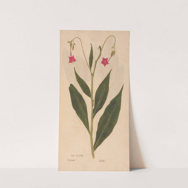 Ectypa vegetabilium Pl.167 (1760-1764) by Christian Gottlieb Ludwig