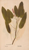Ectypa vegetabilium Pl.168 (1760-1764)