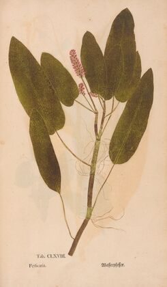 Ectypa vegetabilium Pl.168 (1760-1764)