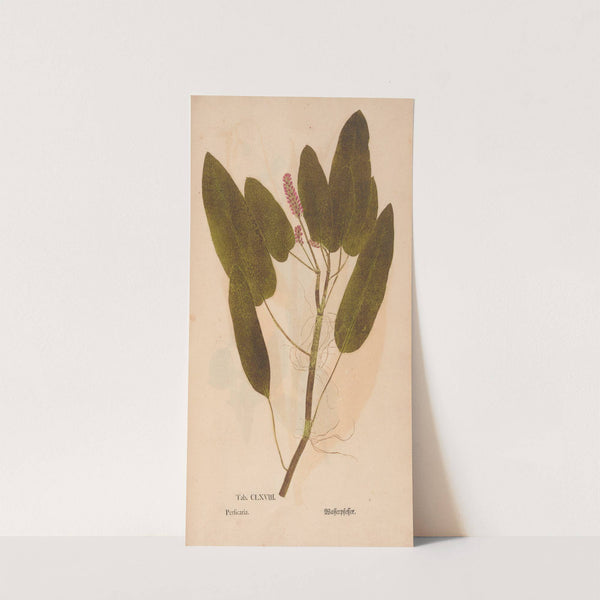 Ectypa vegetabilium Pl.168 (1760-1764) by Christian Gottlieb Ludwig