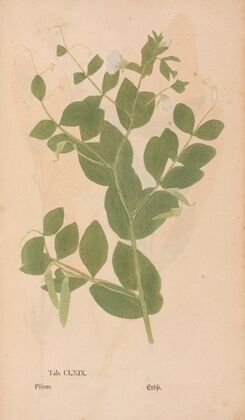 Ectypa vegetabilium Pl.169 (1760-1764)