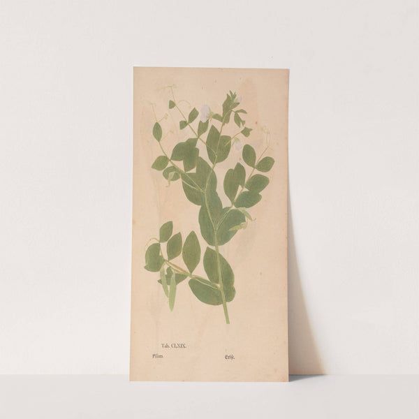 Ectypa vegetabilium Pl.169 (1760-1764) by Christian Gottlieb Ludwig